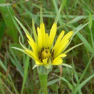 Photographie n°289769 du taxon Tragopogon dubius Scop. [1772]