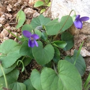 Photographie n°289782 du taxon Viola L. [1753]