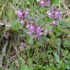 Photographie n°289795 du taxon Lamium maculatum (L.) L. [1763]