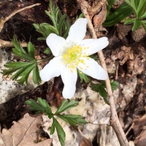 Photographie n°289803 du taxon Anemone nemorosa L. [1753]