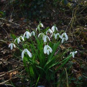 Photographie n°289810 du taxon Galanthus nivalis L. [1753]
