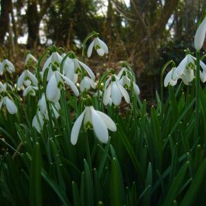 Photographie n°289811 du taxon Galanthus nivalis L. [1753]