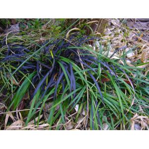 Ophiopogon planiscapus cv. Nigrescens  (Ophiopogon noir)