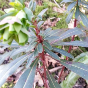 Photographie n°289819 du taxon Euphorbia amygdaloides L. [1753]