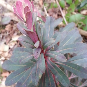 Photographie n°289820 du taxon Euphorbia amygdaloides L. [1753]