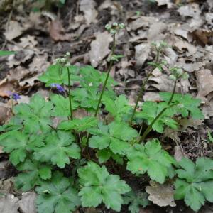 Photographie n°289822 du taxon Sanicula europaea L. [1753]