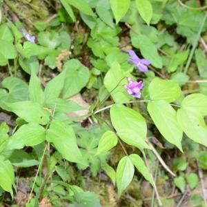 Photographie n°289824 du taxon Lathyrus vernus (L.) Bernh. [1800]