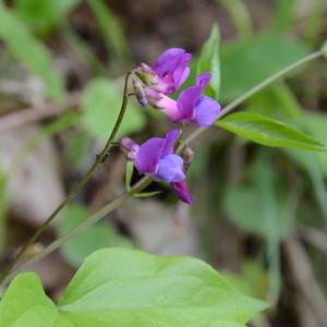 Photographie n°289825 du taxon Lathyrus vernus (L.) Bernh. [1800]