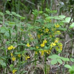 Photographie n°289833 du taxon Coronilla glauca L. [1755]