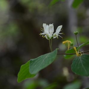 Photographie n°289834 du taxon Lonicera xylosteum L. [1753]