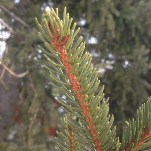 Photographie n°289846 du taxon Picea abies (L.) H.Karst. [1881]