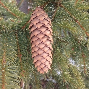 Photographie n°289849 du taxon Picea abies (L.) H.Karst. [1881]