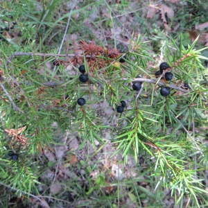 Photographie n°289870 du taxon Juniperus communis subsp. communis 