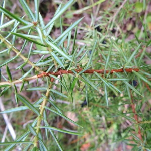 Photographie n°289871 du taxon Juniperus communis subsp. communis 