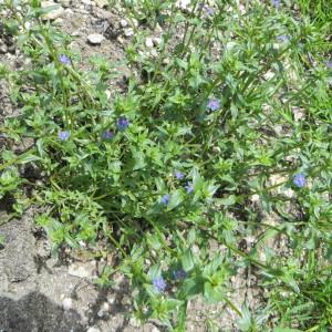 Photographie n°289878 du taxon Lysimachia foemina (Mill.) U.Manns & Anderb.