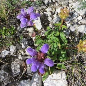 Photographie n°289880 du taxon Prunella grandiflora (L.) Schöller [1775]
