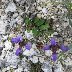 Photographie n°289882 du taxon Prunella grandiflora (L.) Schöller [1775]