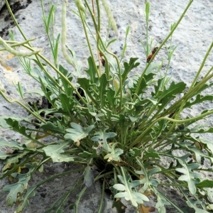 Photographie n°289892 du taxon Brassica repanda subsp. galissieri (Giraudias) Heywood