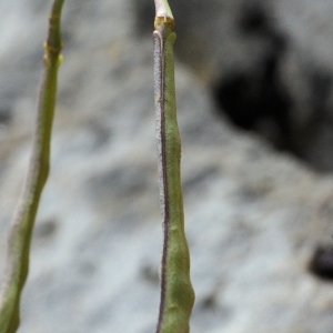 Photographie n°289896 du taxon Brassica repanda subsp. galissieri (Giraudias) Heywood