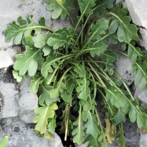 Photographie n°289897 du taxon Brassica repanda subsp. galissieri (Giraudias) Heywood