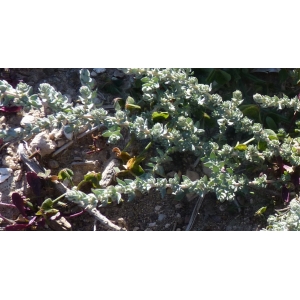 Atriplex glauca L.