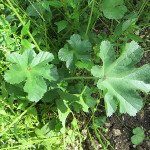 Photographie n°289925 du taxon Malva neglecta Wallr. [1824]