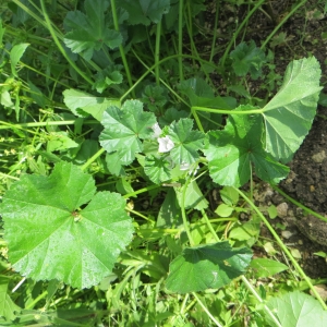 Photographie n°289927 du taxon Malva neglecta Wallr. [1824]