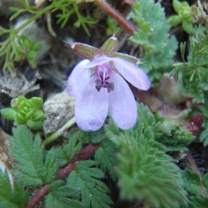 Photographie n°289946 du taxon Erodium cicutarium (L.) L'Hér. [1789]