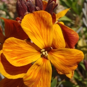 Photographie n°289948 du taxon Erysimum cheiri (L.) Crantz [1769]