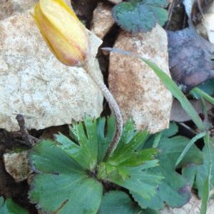 Photographie n°289950 du taxon Anemone palmata L. [1753]