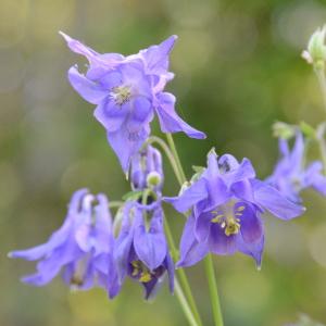 Photographie n°289991 du taxon Aquilegia vulgaris L. [1753]