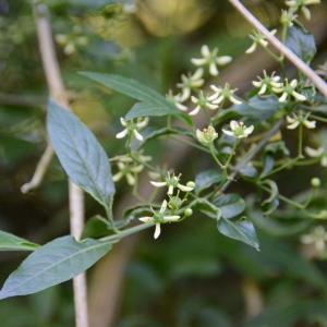 Photographie n°289992 du taxon Euonymus europaeus L. [1753]