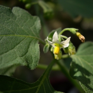 Photographie n°289993 du taxon Solanum nigrum L. [1753]