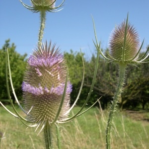 Photographie n°290022 du taxon Dipsacus fullonum L. [1753]