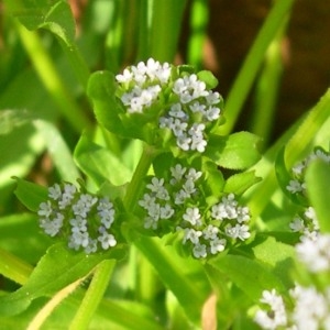 Photographie n°290029 du taxon Valerianella locusta (L.) Laterr. [1821]