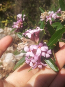 Esra GAUTHIER, le  8 mars 2015 (Dereköyü, Kaş)