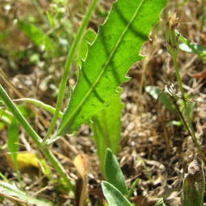 Photographie n°290035 du taxon Tolpis umbellata Bertol. [1803]