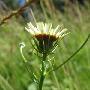 Photographie n°290036 du taxon Tolpis umbellata Bertol. [1803]