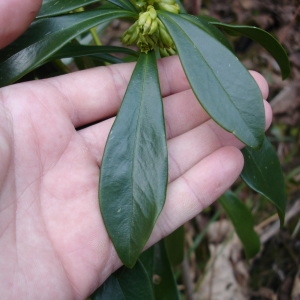 Photographie n°290048 du taxon Daphne laureola L. [1753]