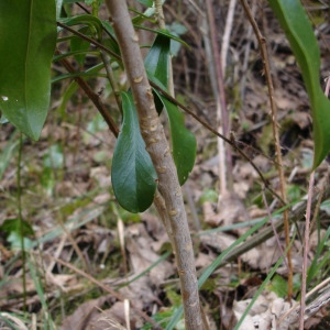 Photographie n°290050 du taxon Daphne laureola L. [1753]