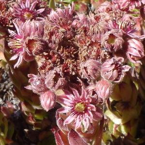 Photographie n°290069 du taxon Sempervivum tectorum L. [1753]