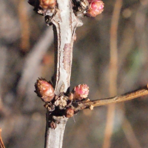  - Coriaria myrtifolia L. [1753]