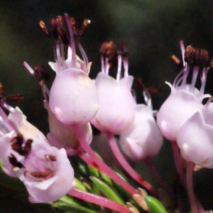  - Erica multiflora sensu L. [1754]