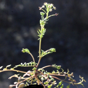 Photographie n°290092 du taxon Hornungia petraea (L.) Rchb. [1838]