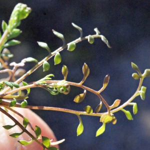 Photographie n°290094 du taxon Hornungia petraea (L.) Rchb. [1838]