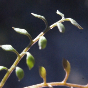 Photographie n°290095 du taxon Hornungia petraea (L.) Rchb. [1838]