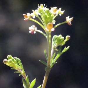 Photographie n°290096 du taxon Hornungia petraea (L.) Rchb. [1838]