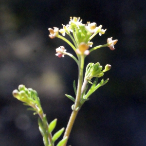 Photographie n°290097 du taxon Hornungia petraea (L.) Rchb. [1838]