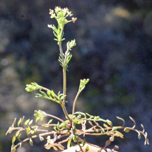 Photographie n°290102 du taxon Hornungia petraea (L.) Rchb. [1838]