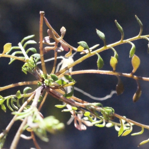 Photographie n°290103 du taxon Hornungia petraea (L.) Rchb. [1838]